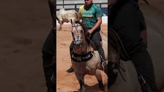 DON RICK STEEL  HARAS FALCAR cavalo cavalos vaquejada VAQUEIRO horse [upl. by Omura924]