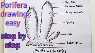 How to draw porifera easily step by step।।Porifera Diagram। Porifera drawing [upl. by Dorothy535]