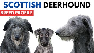 Scottish Deerhound Breed Profile History  Price  Traits  Deerhound Grooming Needs  Lifespan [upl. by Laval]