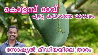 കൊളമ്പ് മാവ് kulambu mango tree malayalam kolambu MANGO kulambu best mango colombu maavu KL06 [upl. by Lihas]