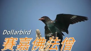 賽嘉佛法僧4KDollarbird in Saijia Pingtung [upl. by Ladin]