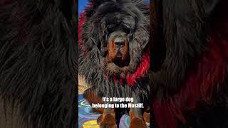 LionHearted Giant The Majestic Tibetan Mastiff  A MustSee [upl. by Ellery389]