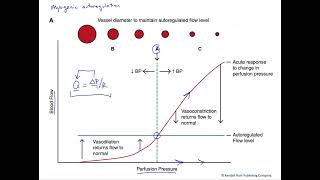 Myogenic autoregulation of blood flow [upl. by Eigriv]