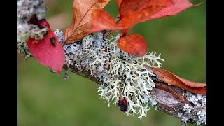 Saving Devons Treescapes  The Wonderful World of Lichens [upl. by Grier]