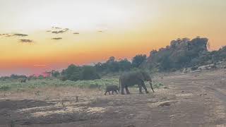 Elephants walking in Mashatu Game Reserve [upl. by Iral]