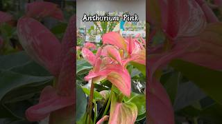 Popular Flamingo Flower  Worlds Longest Blooming Houseplants  Beautiful Pink Flamingo Flowers [upl. by Plantagenet333]