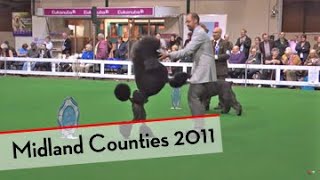 Highlights of Midland Counties Dog Show 2011 [upl. by Cutty]