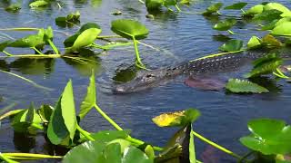 Everglades Airboat Tours Gator Shows and Animal Encounters at Everglades Holiday Park [upl. by Aimahc538]