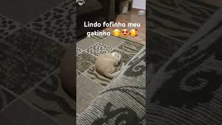 Gotaro do meu gatinho o meu irmãozi [upl. by Irik]