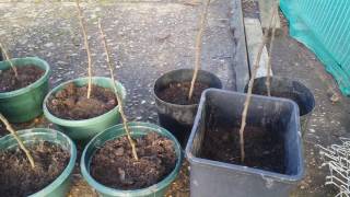 Apple Rootstock MM106  First Year Potting [upl. by Tabatha]