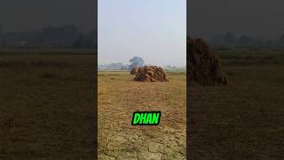 Dhan ki katai ho gyi😍minivlogs 76 minivlogs viralshort trendingshorts shortsfeed farming [upl. by Nanaek]