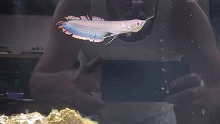 My Black Arowana Vermithrax Pejorative [upl. by Uhthna528]