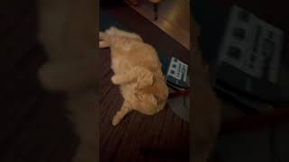 Belly man Simba says hey cat cute catvideo chillmusic funny hello cats catlover catshorts [upl. by Kuehnel890]