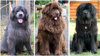 Different Types Of Newfoundland Dog Colors  Newfoundland Dog [upl. by Malory]