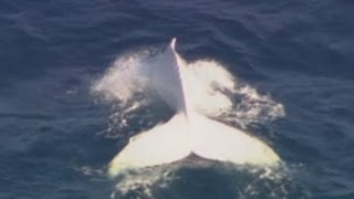 Albino humpback whale spotted off Australian Gold Coast [upl. by Sybille]