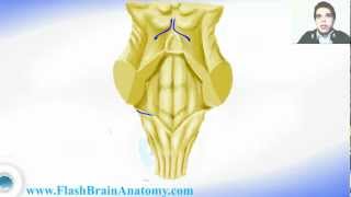 Medulla Oblongata And 4th Ventricle Anatomy [upl. by Afas753]