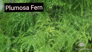 AsparagusPlumosa Fern Care for greenbushy and healthy plantUsed for indoor decoration [upl. by Flavius]