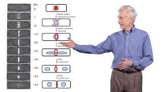 Thomas Pollard Yale University 3 The mechanics of cytokinesis [upl. by Einaffets]