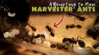 Attempting to Move Harvester Ants [upl. by Algie]