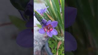 Flores da Babiana Rubrocyanea babianas stricta primavera shorts jardim jardin floresflowers [upl. by Hollinger]