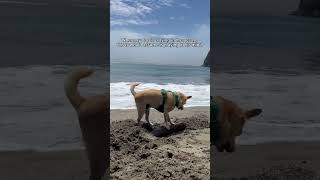 no thoughts just vibes petsofinstagram petsoftiktok dog pet chihuahua puppy [upl. by Ntisuj]