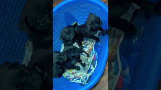 Black 🖤 pug puppies shortfeed youtubeshorts youtube trending viralvideo newsong new pets cu [upl. by Anjela]