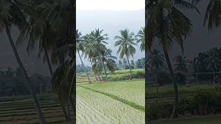 Puliyancholai nature puliyancholai trichynamakkal villagevillagevlog [upl. by Emlyn]