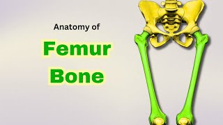 Femur Bone Anatomy  Osteology of Lower Limb  Doctor Speaks [upl. by Etteloiv428]