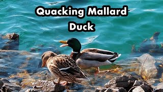 Male Mallard Duck Quacking Around Female Ducks  Mallard Duck Sounds [upl. by Eissehc69]