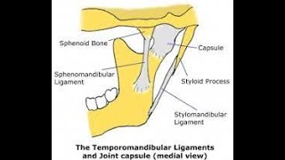 Sphenomandibular Ligament of Temporomandibular Joint [upl. by Lebanna]