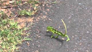 Pachmarhi Biosphere Reserve Chameleon [upl. by Akiner602]