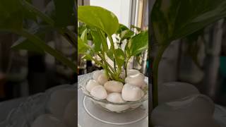 Money Plant Grow amp Decor in Water plantsdecor houseplantdecor homedecor moneyplantdecor diy [upl. by Yllah]