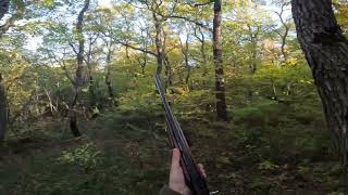 Hunting woodcock with English Pointer Tsinandali’s Zago [upl. by Netsirhk474]