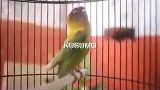 Begini Suara Ngekek Panjang Burung Lovebird kusumo [upl. by Lennej]