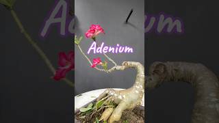 Adenium Bonsai is in Flowering [upl. by Nnylear]