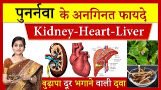 7 Amazing Health Benefits of Punarnava पुनर्नवा  पुनर्नवा के अनगिनत फायदे Boerhavia diffusa [upl. by Lenoj445]