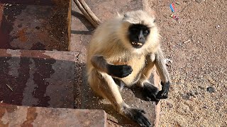 Monkey eating food grains  Bandar Khana kha raha hai monkey bandar monkeyvideo बन्दर [upl. by Dijam]