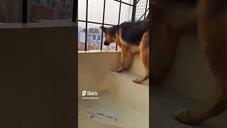 german shepherd dog barking  gsd dog barking  dog barking  puppy barking [upl. by Aland204]