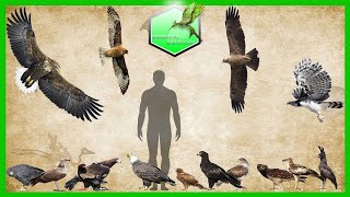 Eagle Species Size Comparison LİVİNG EXTİNCT [upl. by Wilhelmina792]