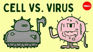 Cell vs virus A battle for health  Shannon Stiles [upl. by Weissmann501]