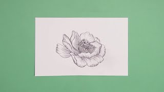 Camellia Flower drawing  Pencil Sketching Tutorial [upl. by Bonnette]