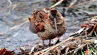 Eurasian Woodcock 멧도요 몸단장 [upl. by Dael]