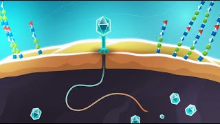 Phages vs bacteria  animation showing infection mechanisms [upl. by Meilen]