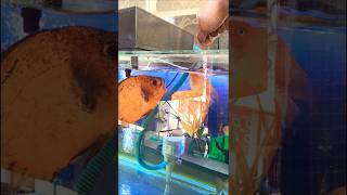 Monster Fishes  Feeding Them is Fun  Always Hungry  Aqaurium  Cichlid Tank  Fishkeeping [upl. by Narayan]