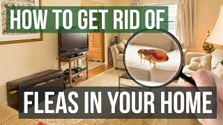 How to Get Rid of Fleas in Your Home 3 Easy Steps [upl. by Etteroma]