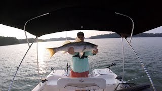 Lake Lanier Striped Bass Fishing [upl. by Florina]