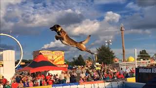 Belgian Malinois Amazing Athlete [upl. by Hgielrebmik864]