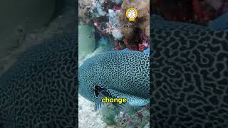 How Does The Puffer Fish Protect Itself  shorts [upl. by Nitsug]