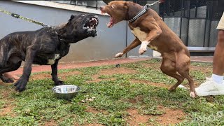 KING FLOKI VS CANE CORSO ‼️ SIAPAKAH P3MEN4NGNYA [upl. by Earleen550]