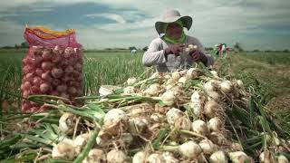 Onion crisis worries farmers in Philippines [upl. by Genesa]